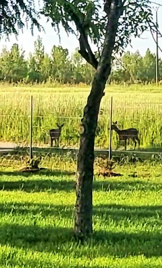 Le Cottage Nature Primeur Sauna Gaillac Entre Albi-Toulouse & Les Cottages Du Tarn Brens  ภายนอก รูปภาพ